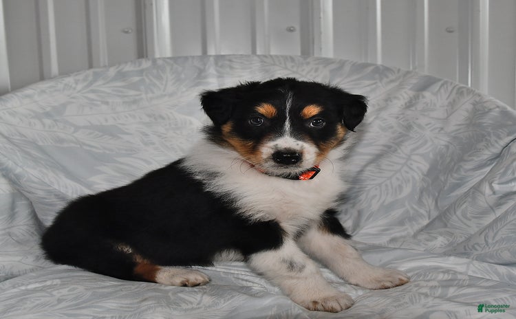 Australian Shepherd dogs for sale - Ad 1