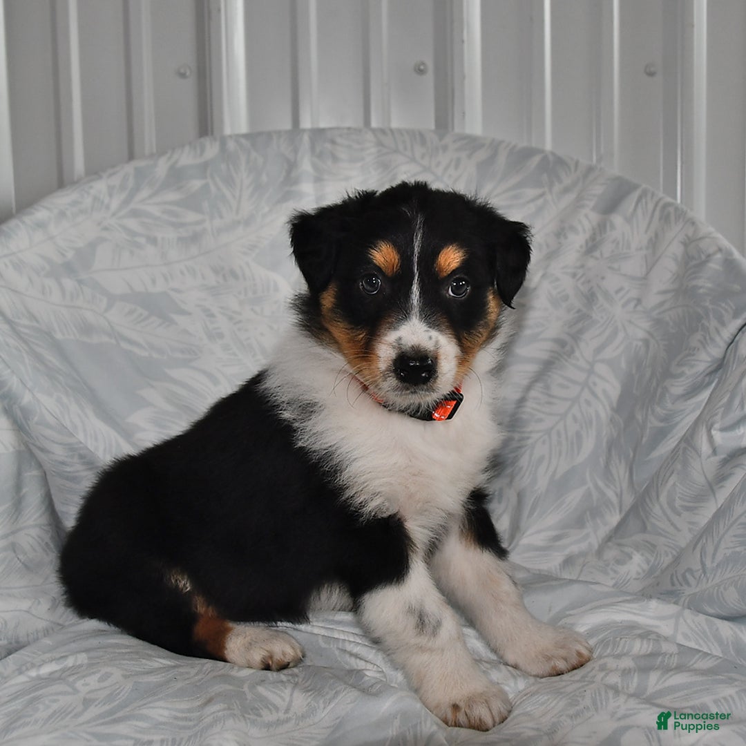 Australian Shepherd dogs for sale: Cookie - Image 1
