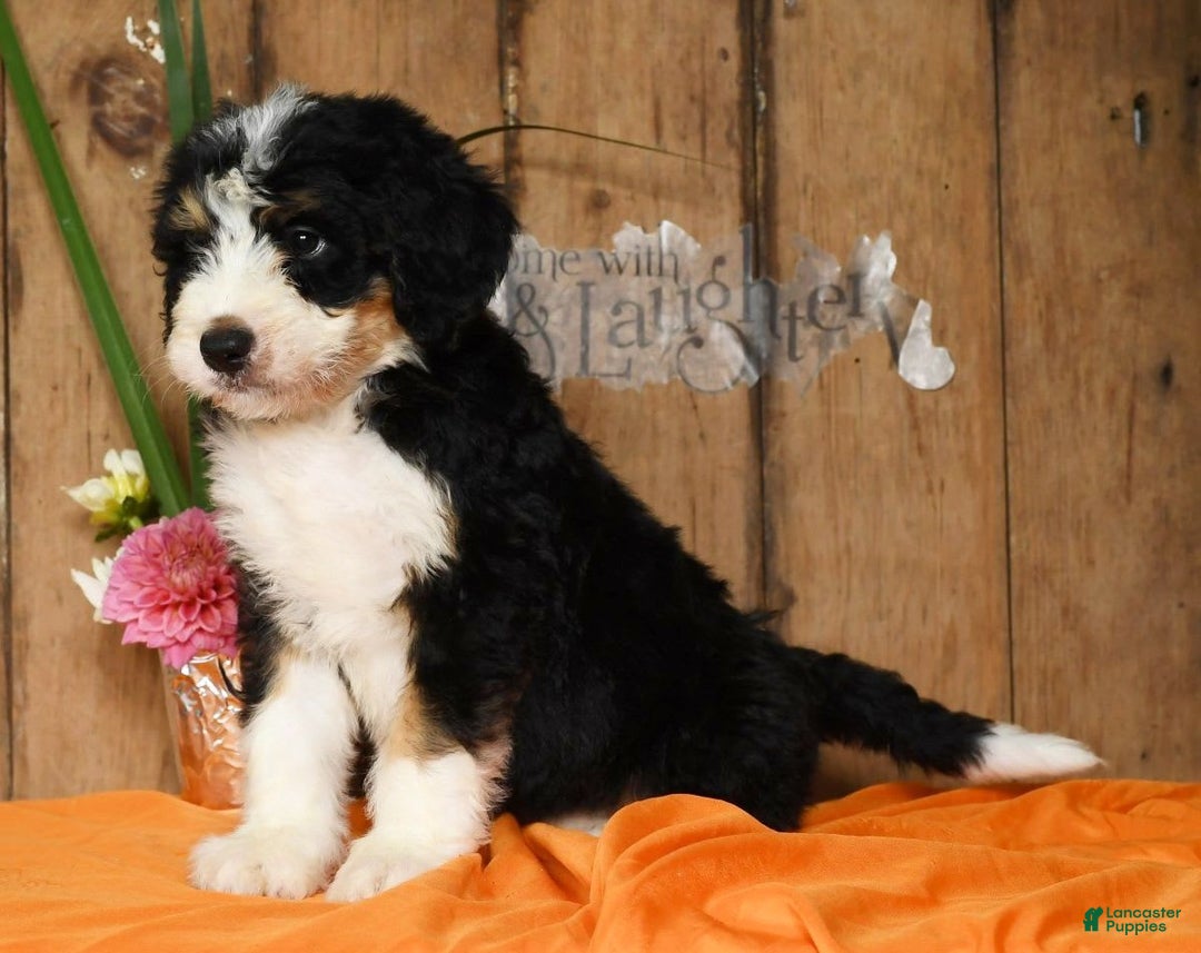 Bernedoodle dogs for sale: Danny - Image 7