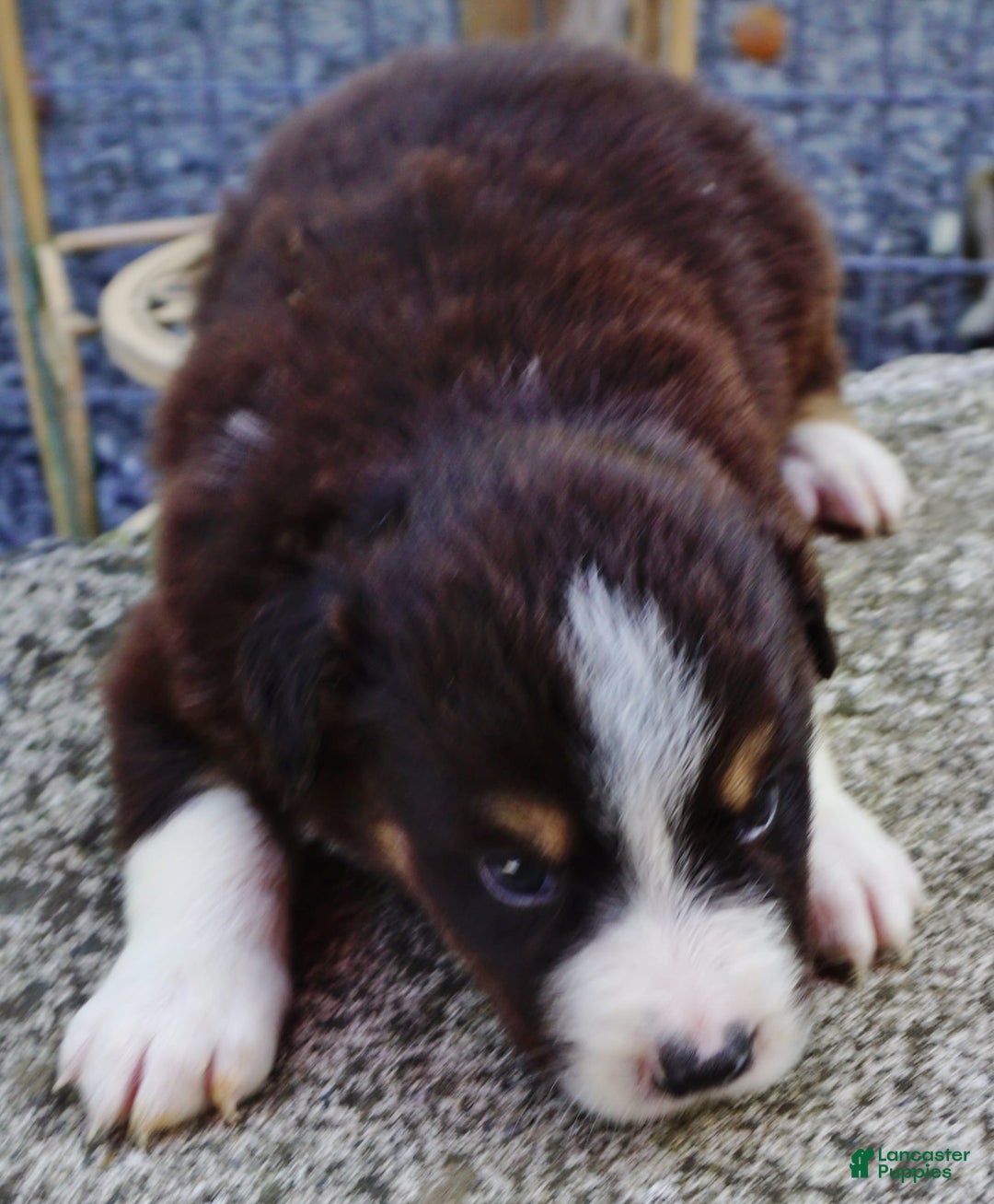 Border Collie dogs for sale: Adam - Image 2