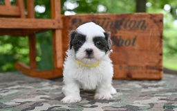 Shih Tzu dogs for sale: Charlie - Image 3
