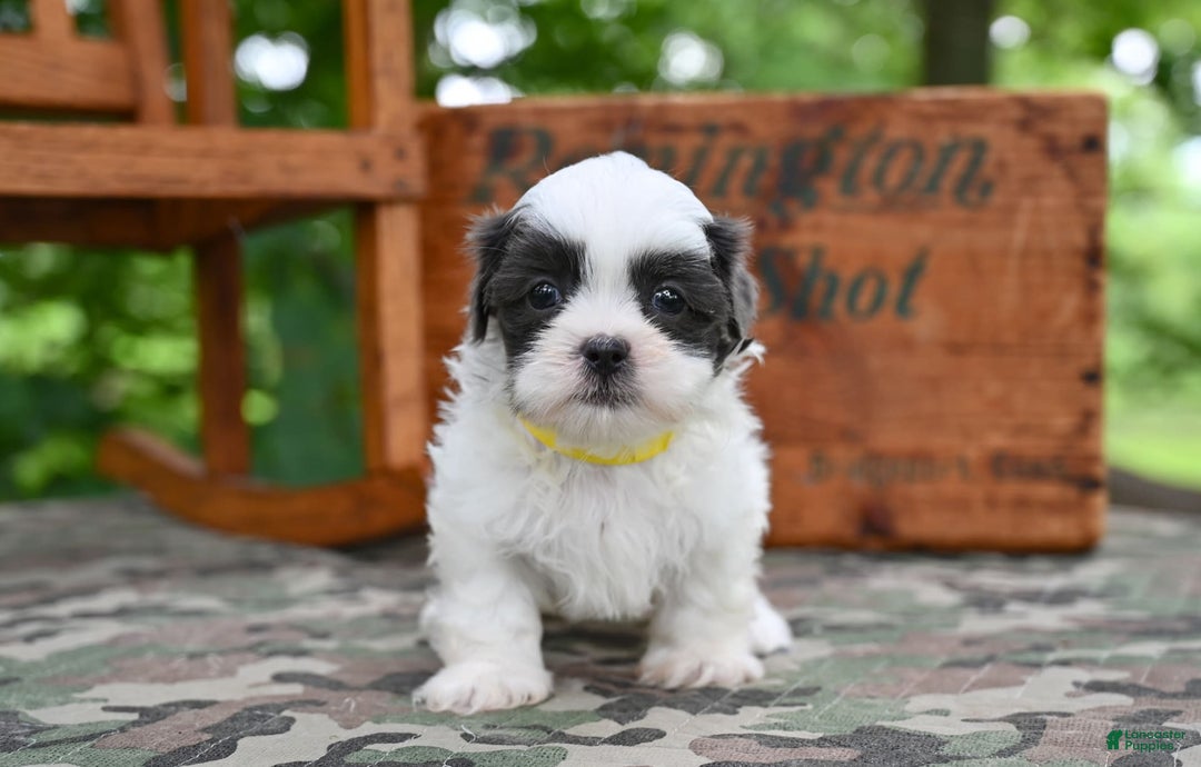Shih Tzu dogs for sale: Charlie - Image 3