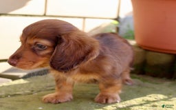 Miniature Dachshund dogs for sale: Dexter - Image 14