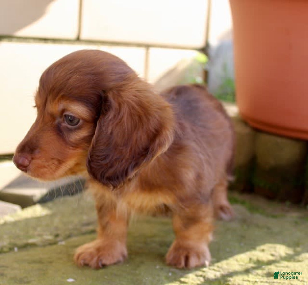 Miniature Dachshund dogs for sale: Dexter - Image 14