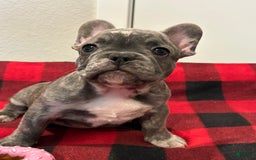 French Bulldog dogs for sale: Rocky - Image 3