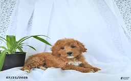 Mini Goldendoodle dogs for sale: Maverick - Image 6