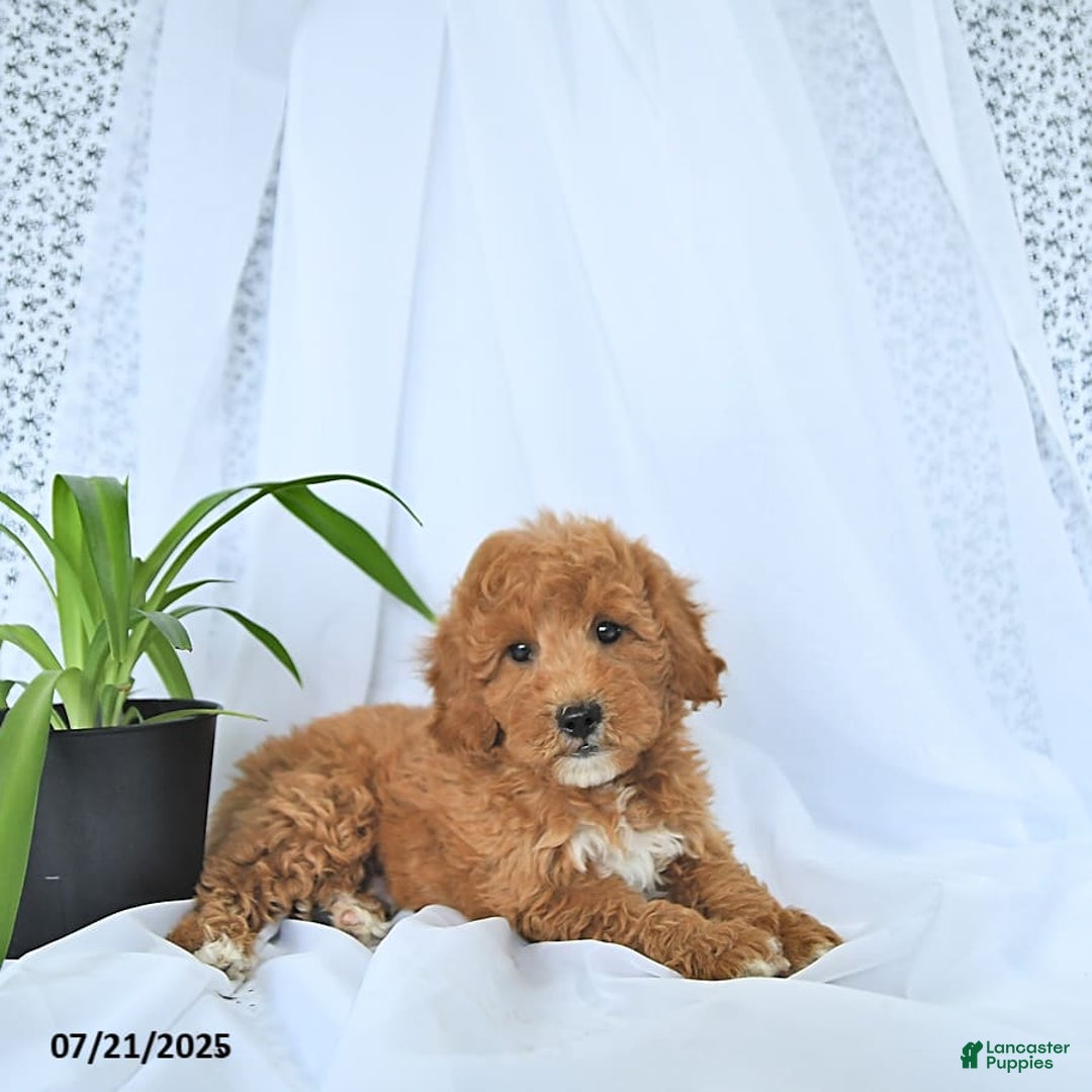 Mini Goldendoodle dogs for sale: Maverick - Image 6