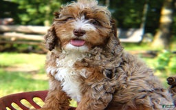 Mini Bernedoodle dogs for sale: Lorena - Image 3