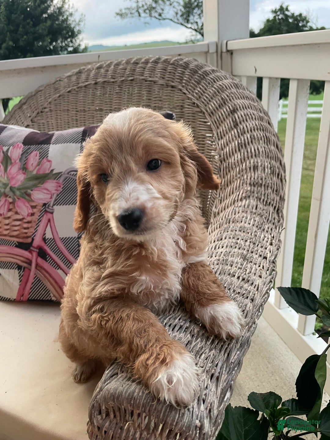 Mini Goldendoodle dogs for sale: Nacho - Image 11