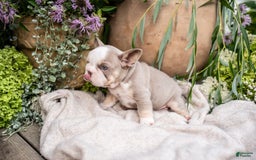 French Bulldog dogs for sale: Legend - Image 5
