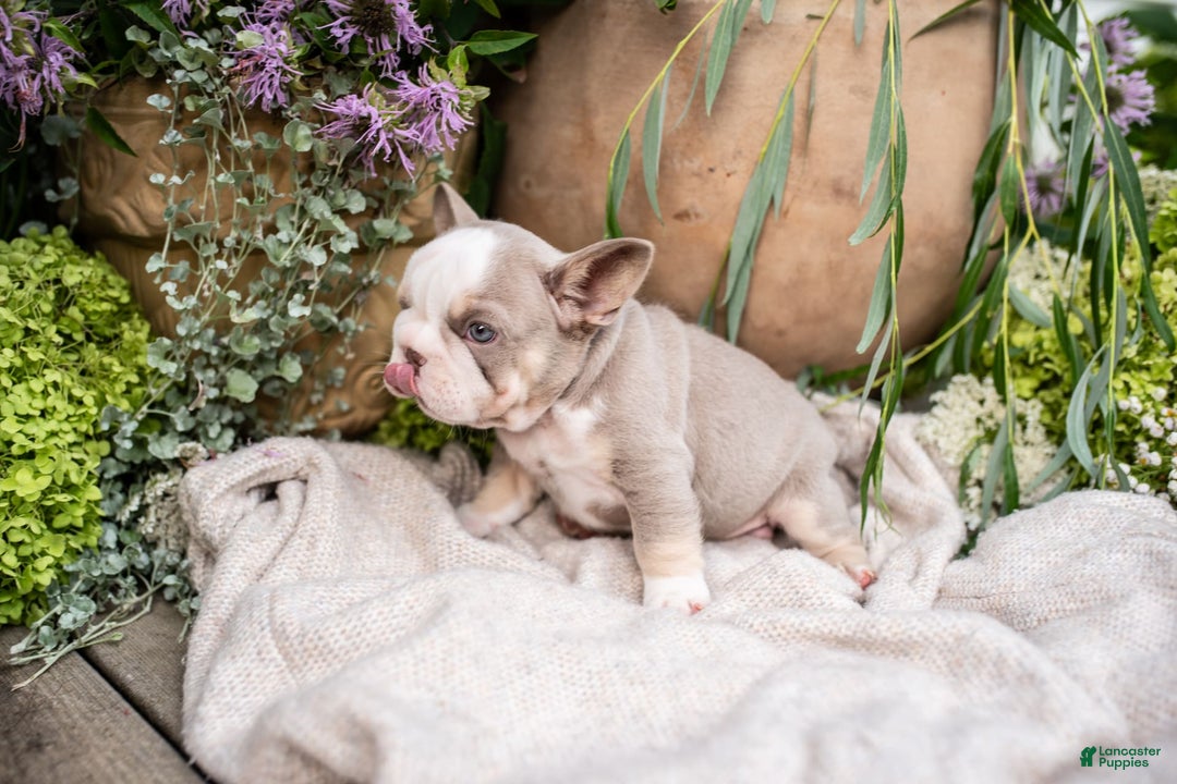 French Bulldog dogs for sale: Legend - Image 5