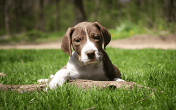 Great Dane dogs for sale: Jack - Image 9