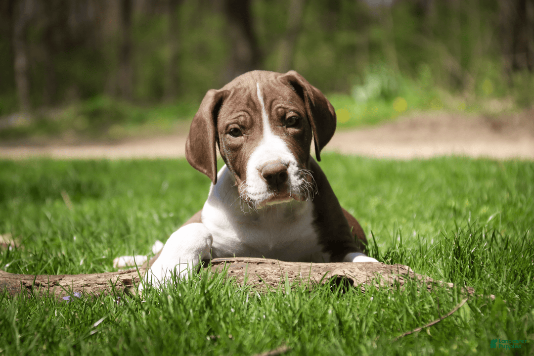 Great Dane dogs for sale: Jack - Image 9