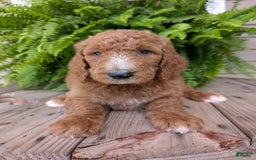 Goldendoodle dogs for sale: Asher - Image 3