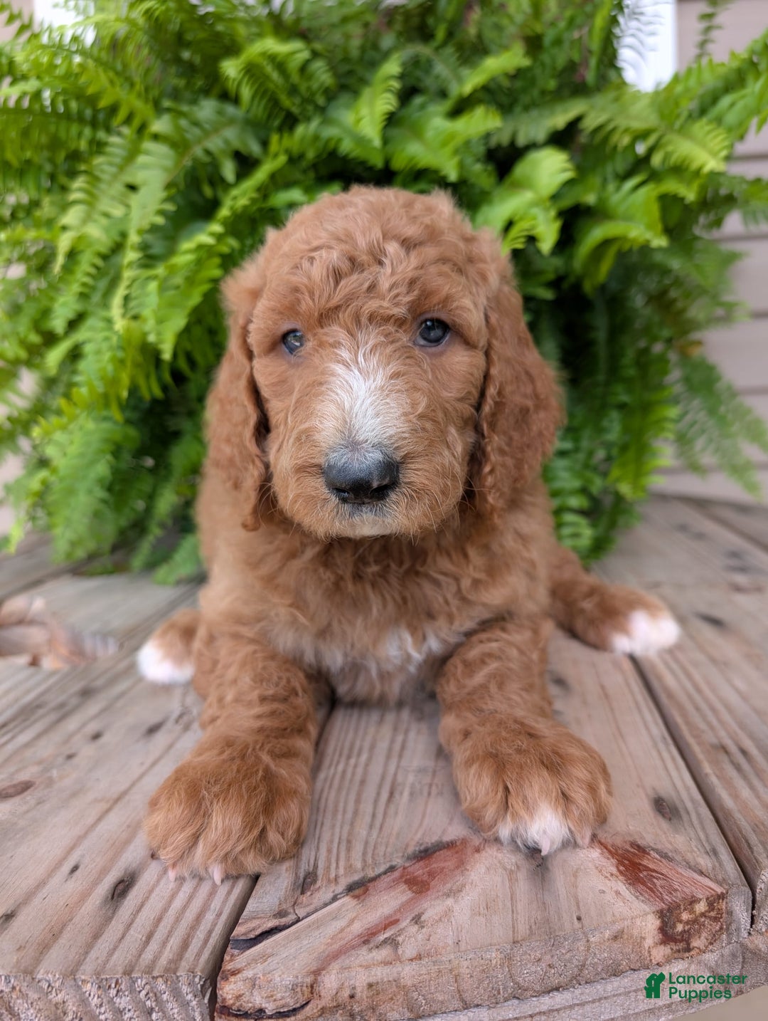 Goldendoodle dogs for sale: Asher - Image 3