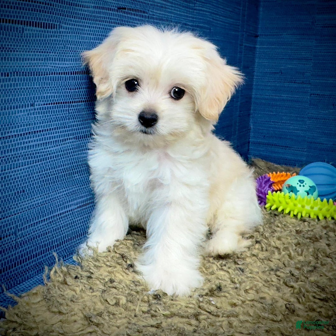 Shihpoo dogs for sale: Cedric - Image 15