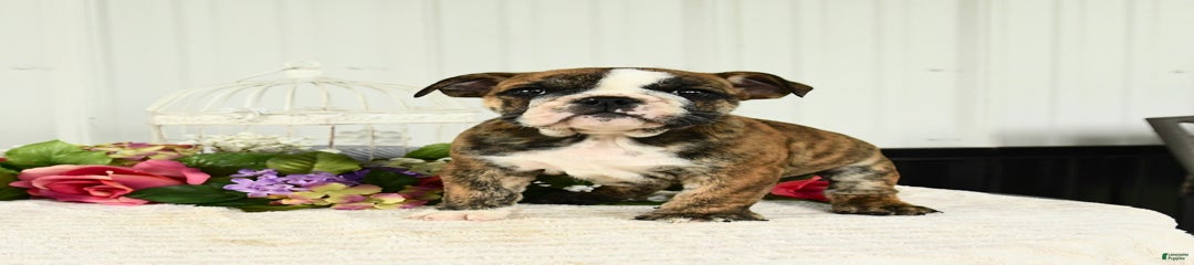 Dolly