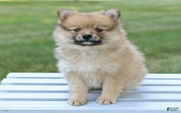 Pomeranian dogs for sale: Teddy - Image 1