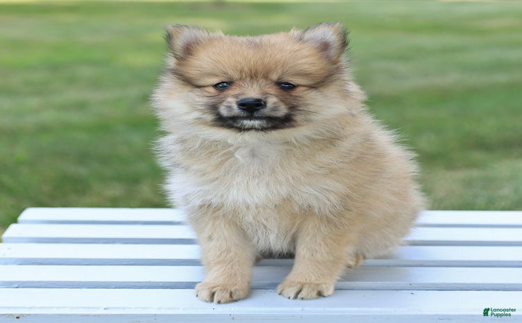 Pomeranian dogs for sale - Ad 1
