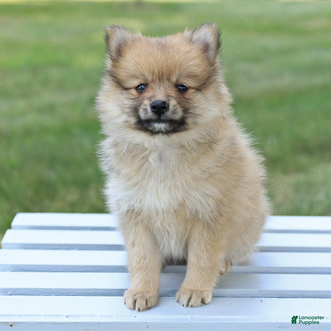 Pomeranian dogs for sale: Teddy - Image 1