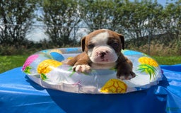 American Bulldog dogs for sale: Miss Honey - Listing for pets: Miss Honey, Matilda, Miss Trenchbell, Harry - Image 4