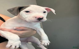 American Pit Bull Terrier dogs for sale: Nelsa - Image 4