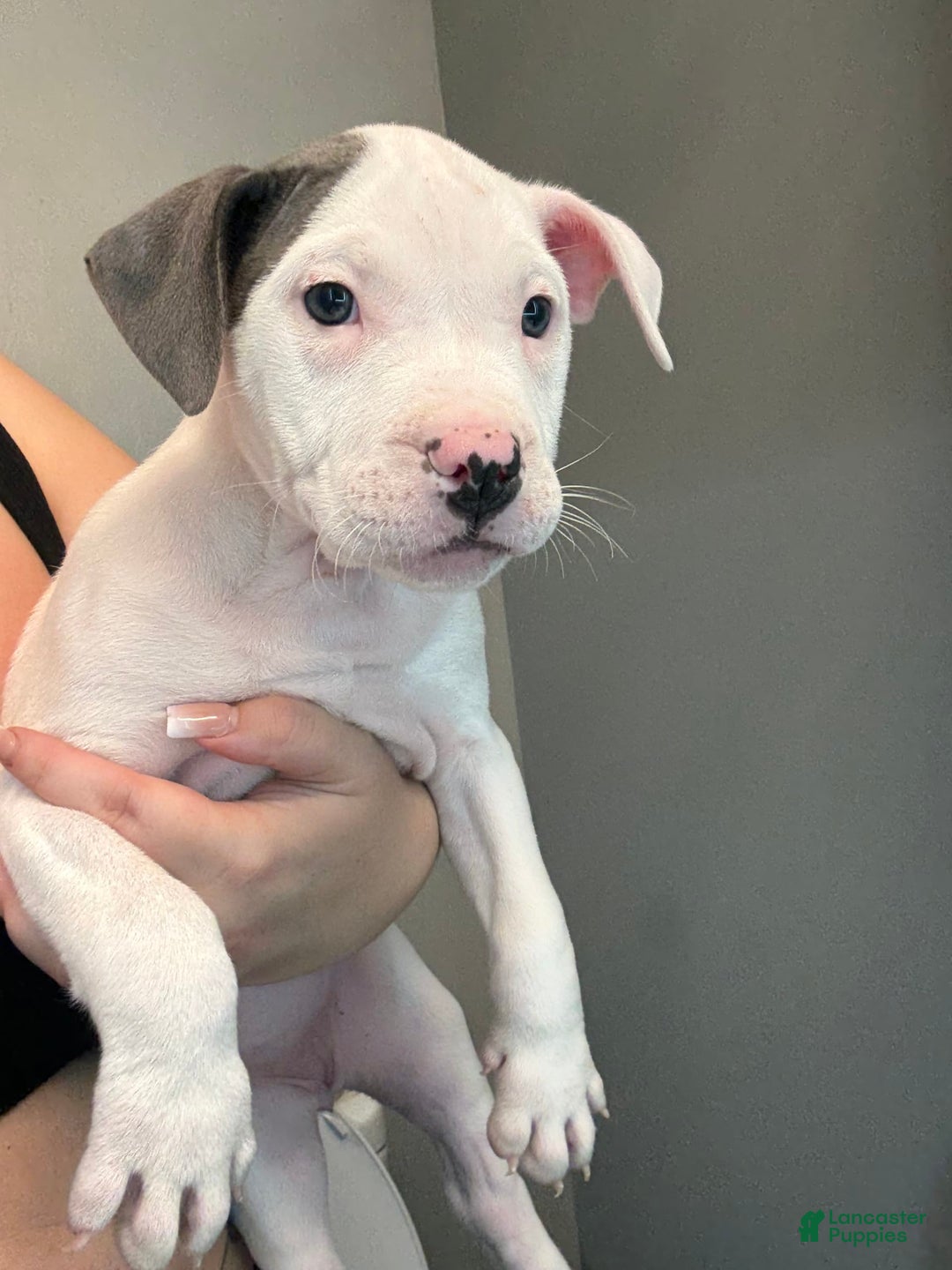 American Pit Bull Terrier dogs for sale: Nelsa - Image 4