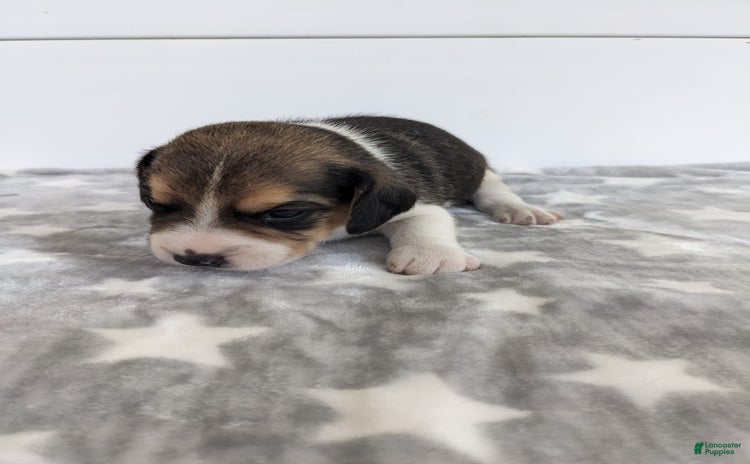 Beagle dogs for sale - Ad 3