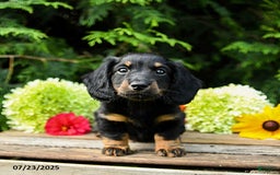 Miniature Dachshund dogs for sale: Ember - Image 3