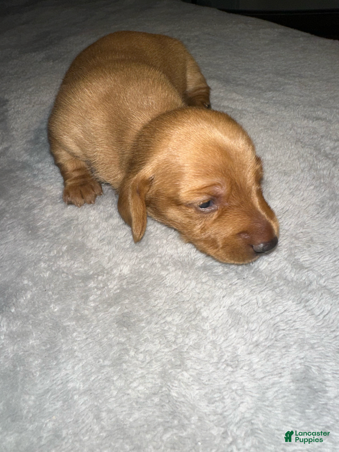 Miniature Dachshund dogs for sale: Salt - Image 3