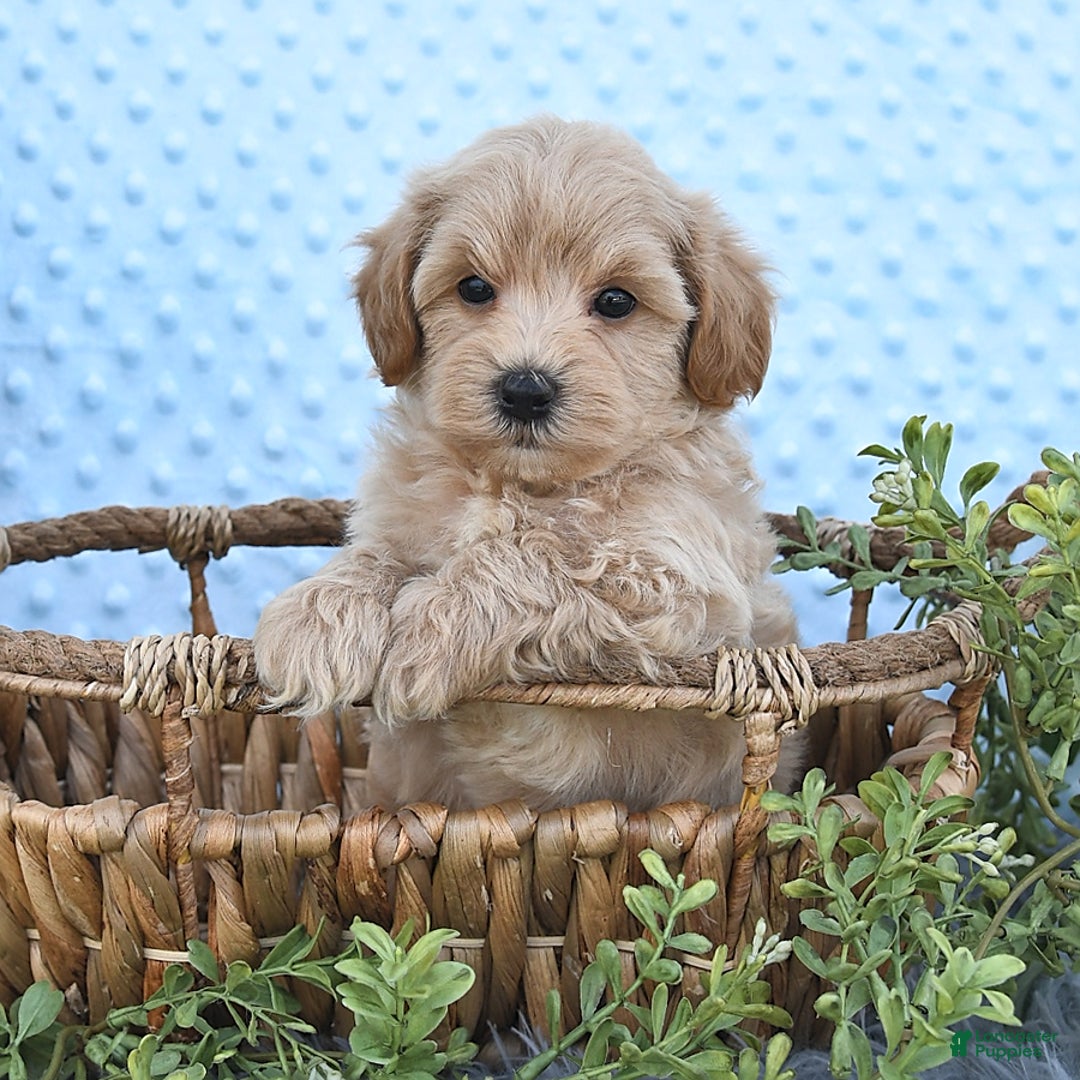 Havapoo dogs for sale: Benson - Image 7