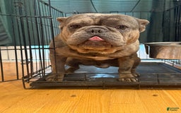 French Bulldog dogs for sale: August - Image 4