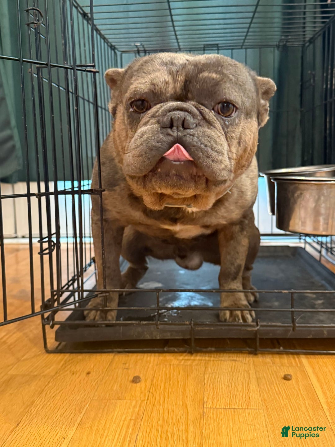 French Bulldog dogs for sale: August - Image 4