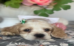 Cocker Spaniel dogs for sale: Oscar - Image 3
