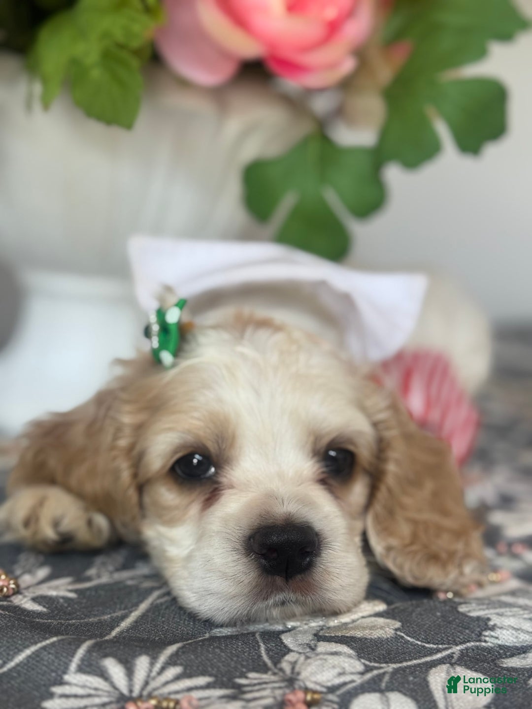 Cocker Spaniel dogs for sale: Oscar - Image 3