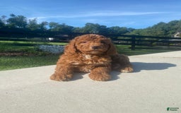 Mini Goldendoodle dogs for sale: Duchess - Image 2