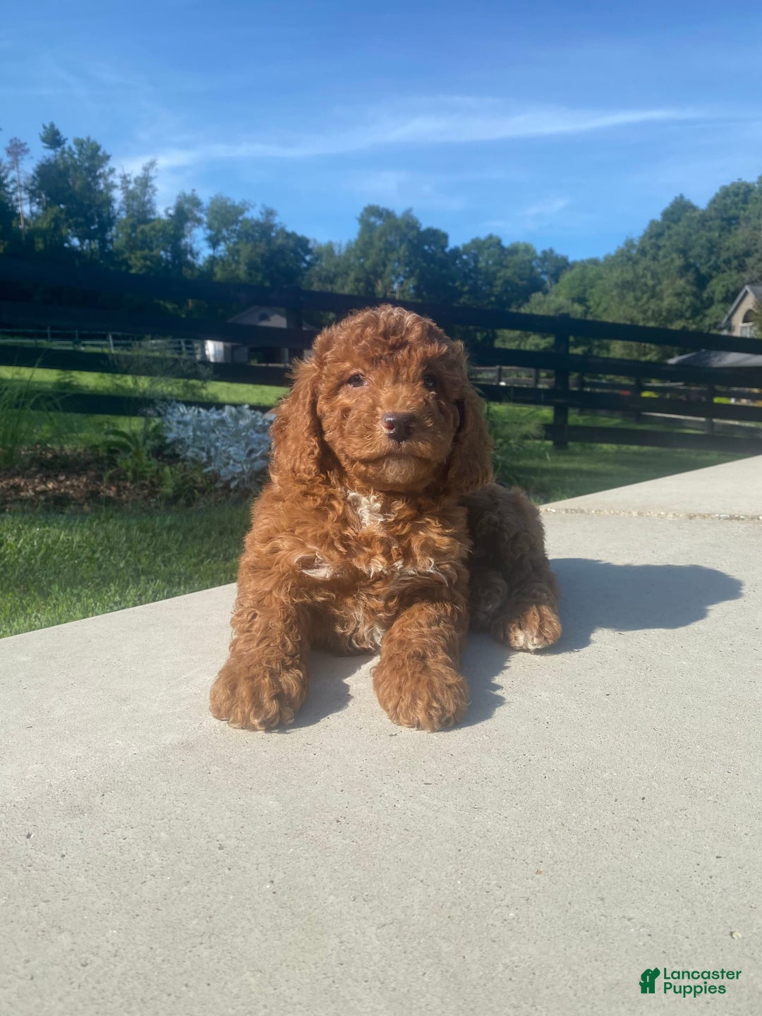 Mini Goldendoodle dogs for sale: Duchess - Image 2