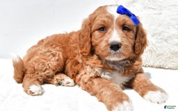 Mini Goldendoodle dogs for sale: Rusty - Image 3
