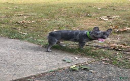 French Bulldog dogs for sale: Barbie - Image 15