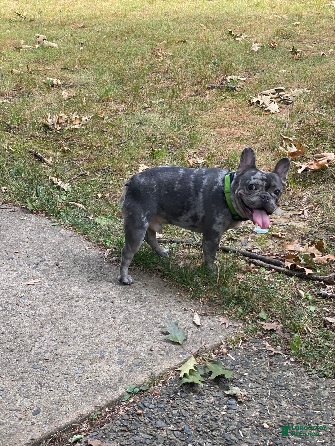 French Bulldog dogs for sale: Barbie - Image 15