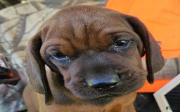 Redbone Coonhound dogs for sale: Winnie - Image 1