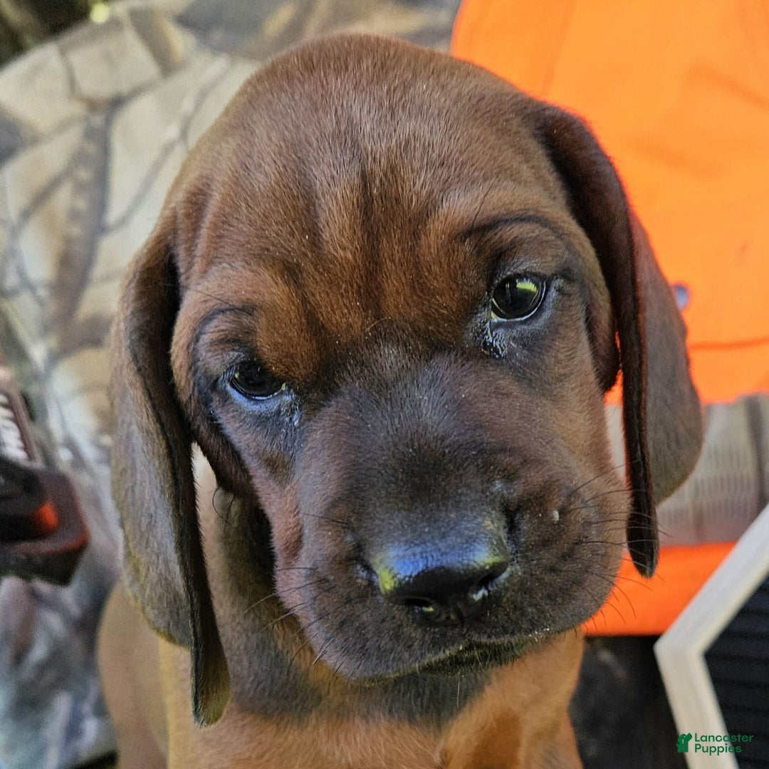 Redbone Coonhound dogs for sale: Winnie - Image 1