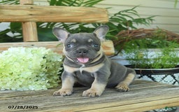 French Bulldog dogs for sale: Tootsie - Image 1