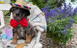 Australian Cattle Dog dogs for sale: Mason - Image 4