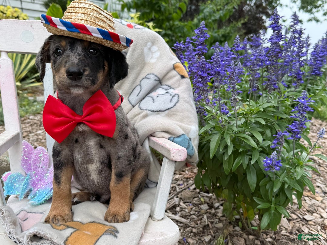 Australian Cattle Dog dogs for sale: Mason - Image 4