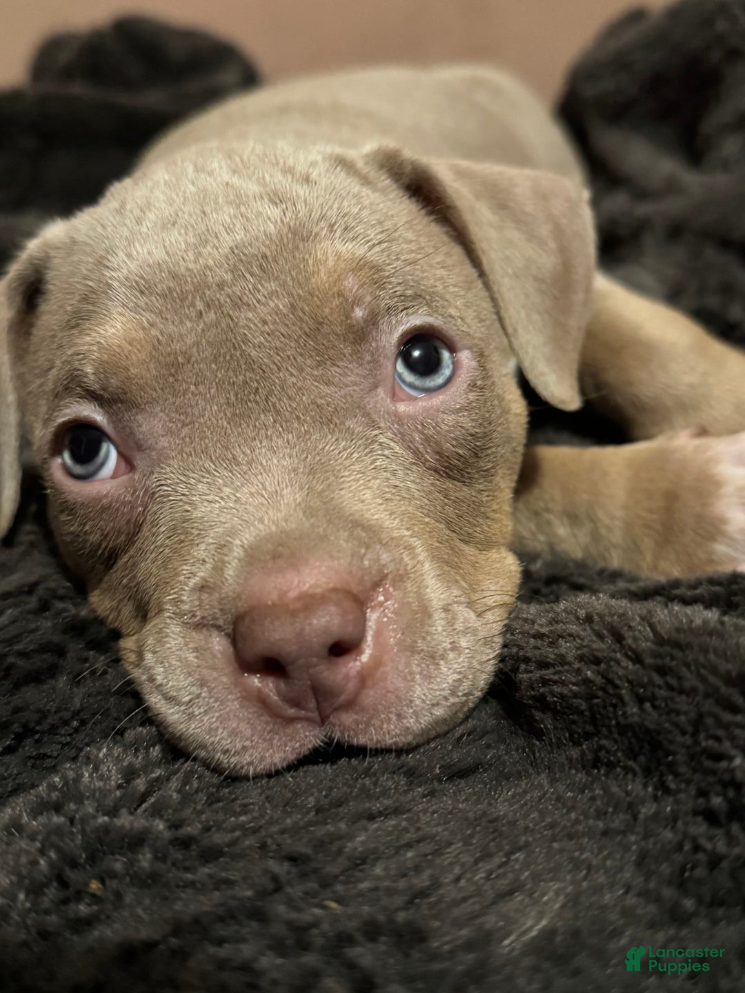 American Bully dogs for sale: Goldy - Image 5