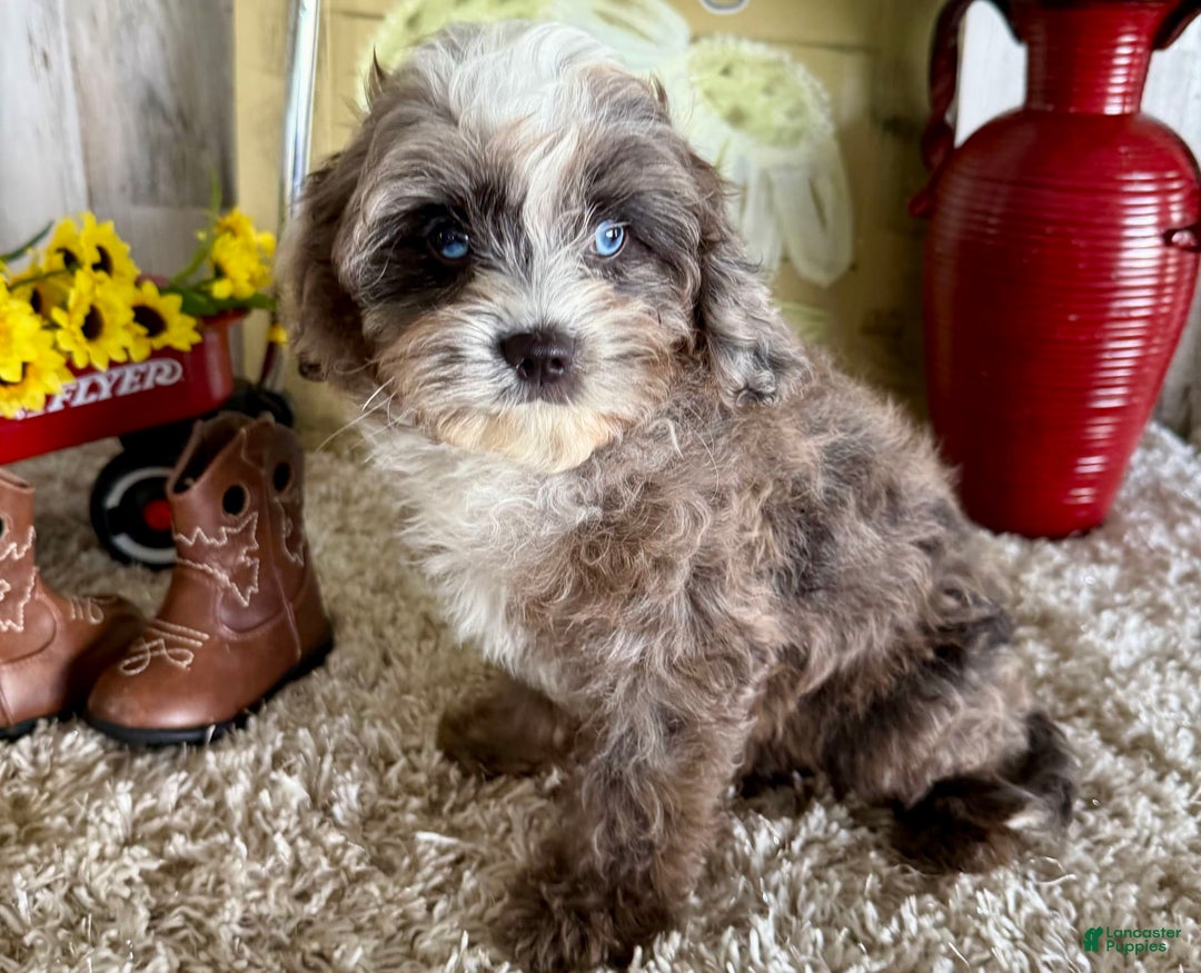 Cavapoo dogs for sale: Fable - Image 4