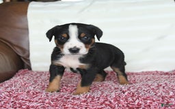 Greater Swiss Mountain Dog dogs for sale: Frances - Image 9