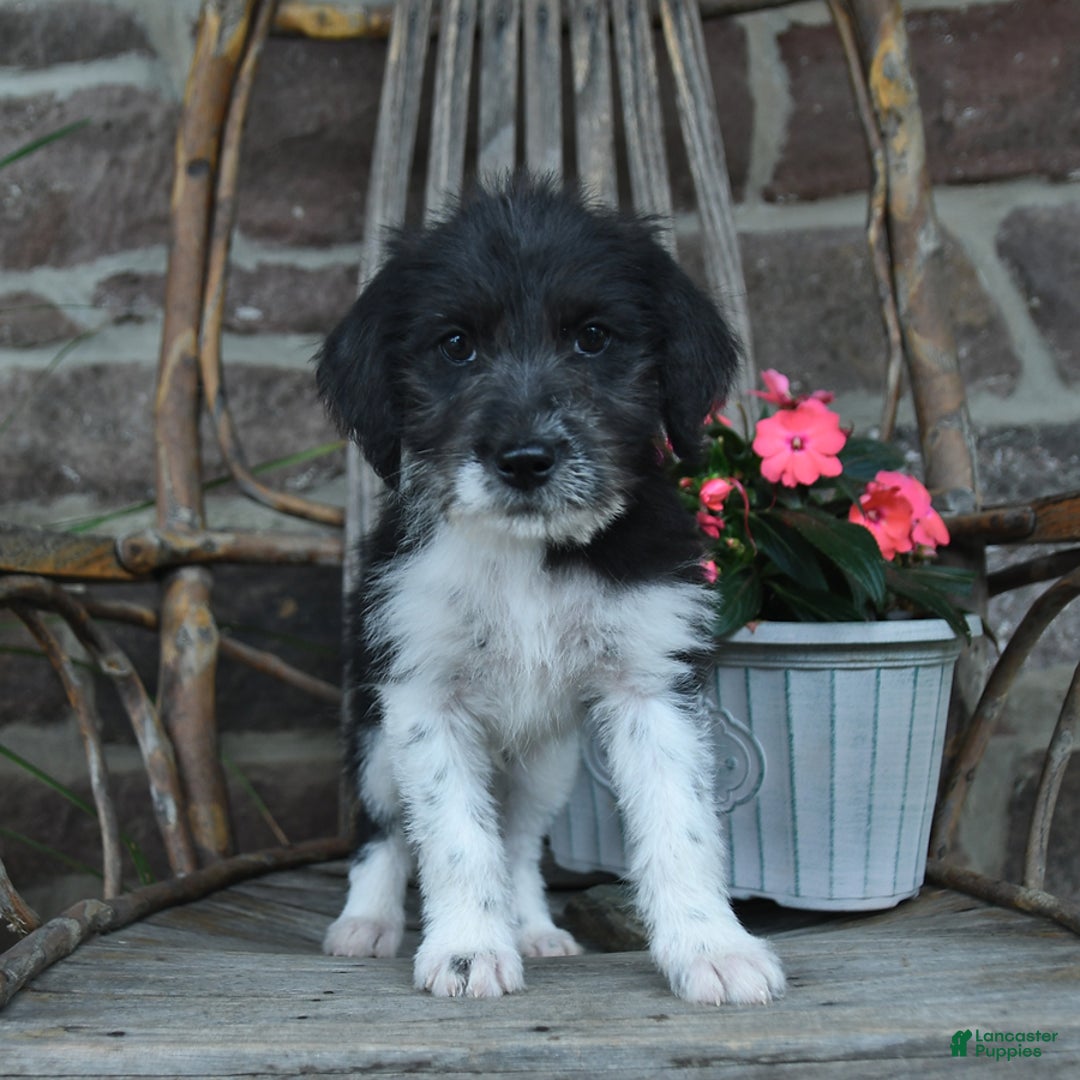 German Shorthaired Pointer dogs for sale: Albert - Image 1