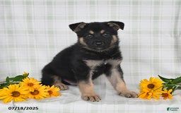 German Shepherd dogs for sale: Konner - Image 5